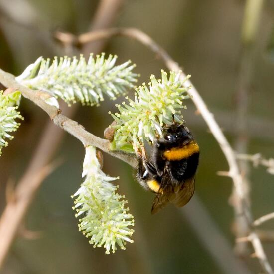 Dunkle Erdhummel: Tier im Habitat Grasland und Büsche in der NatureSpots App