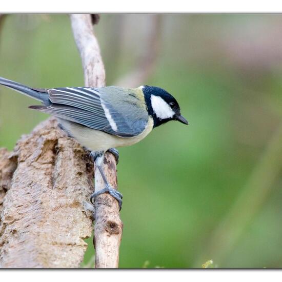 Kohlmeise: Tier im Habitat Borealer Nadelwald in der NatureSpots App