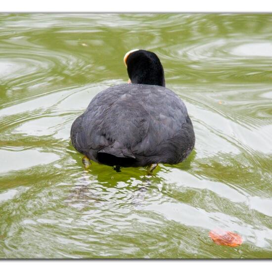 Blässhuhn: Tier im Habitat Park in der NatureSpots App