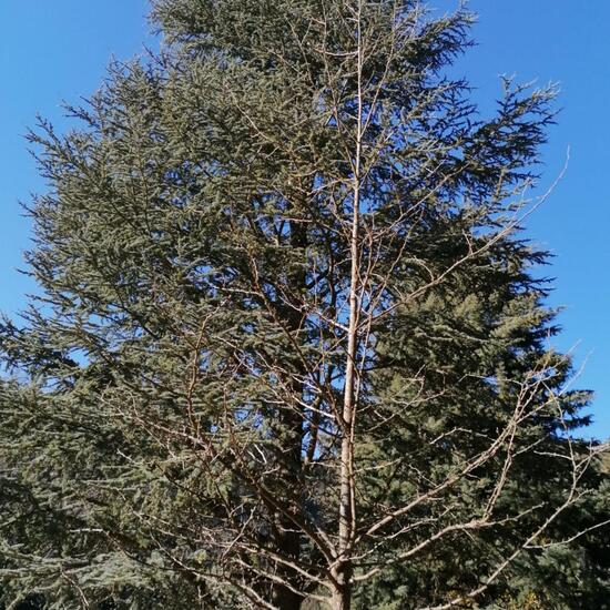 Cedrus atlantica: Plant in habitat Park in the NatureSpots App