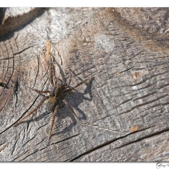 Dunkle Wolfspinne: Tier im Habitat Grasland und Büsche in der NatureSpots App