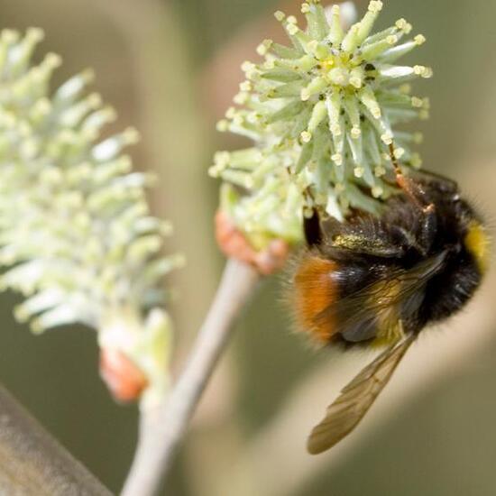 Wiesenhummel: Tier im Habitat Grasland und Büsche in der NatureSpots App