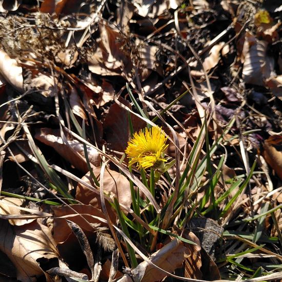 Tussilago farfara: Pflanze im Habitat Wald der gemäßigten Breiten in der NatureSpots App