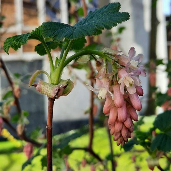 Ribes: Plant in nature in the NatureSpots App