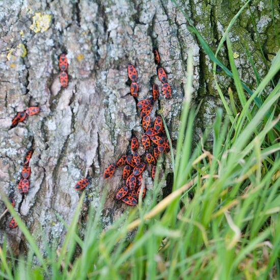 Gemeine Feuerwanze: Tier im Habitat Strasse/Verkehr in der NatureSpots App