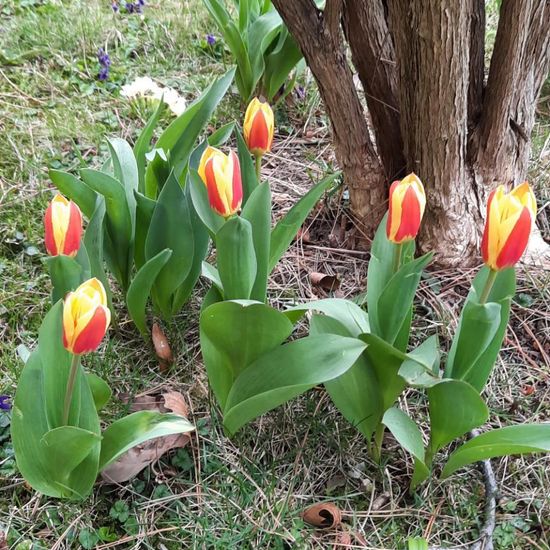 Tulipa: Plant in habitat City and Urban in the NatureSpots App