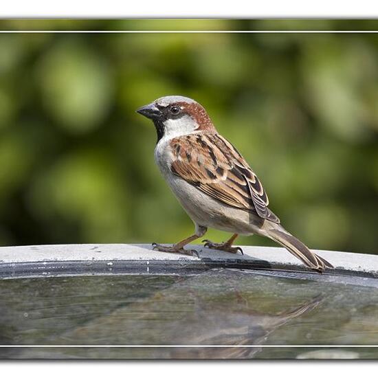 House Sparrow: Animal in habitat Garden in the NatureSpots App