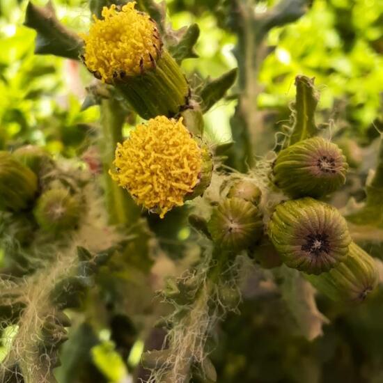 Greiskräuter: Pflanze in der Natur in der NatureSpots App