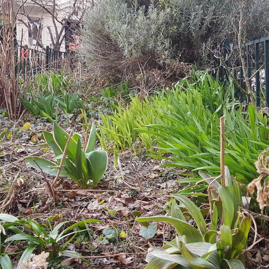 Landschaft: Stadt und Garten im Habitat Hecke/Blumenbeet in der NatureSpots App