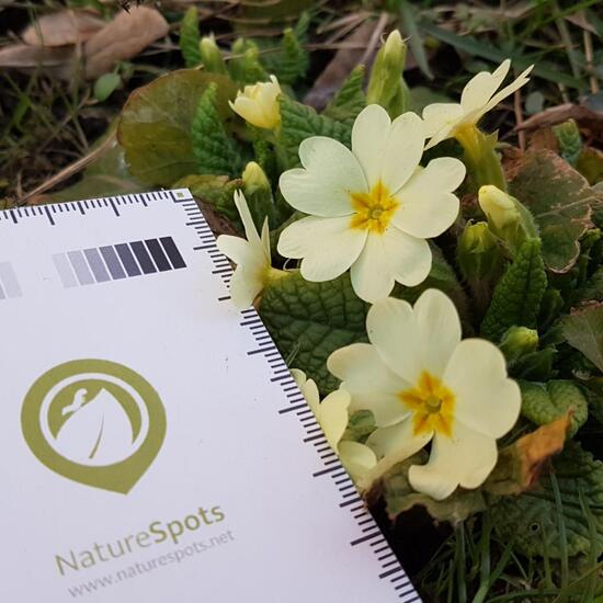 Primula vulgaris: Plant in habitat Park in the NatureSpots App