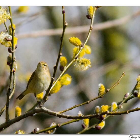 Zilpzalp: Tier im Habitat Wald in der NatureSpots App