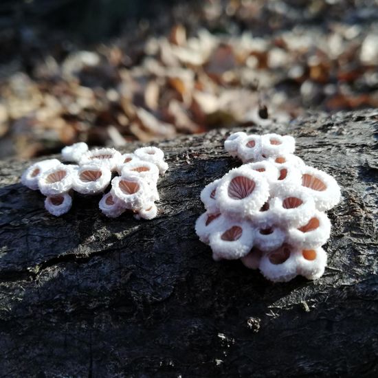 Eine unbekannte Art: Pilz im Habitat Wald der gemäßigten Breiten in der NatureSpots App