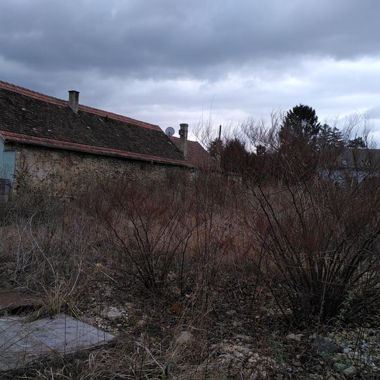 Landschaft: Grasland und Büsche im Habitat Naturnahe Wiese in der NatureSpots App