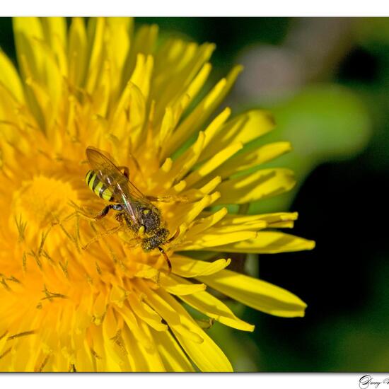 Nomada goodeniana: Animal in habitat Road or Transportation in the NatureSpots App