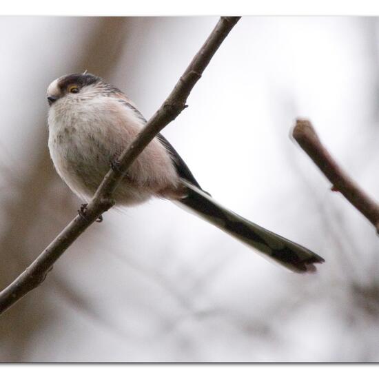 Schwanzmeise: Tier im Habitat Borealer Nadelwald in der NatureSpots App