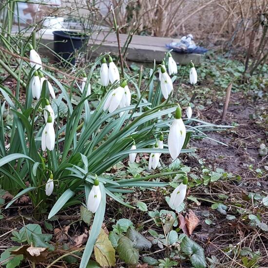 Schneeglöckchen: Pflanze in der Natur in der NatureSpots App