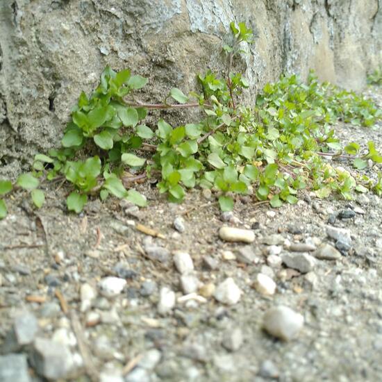 Common chickweed: Plant in habitat Road or Transportation in the NatureSpots App