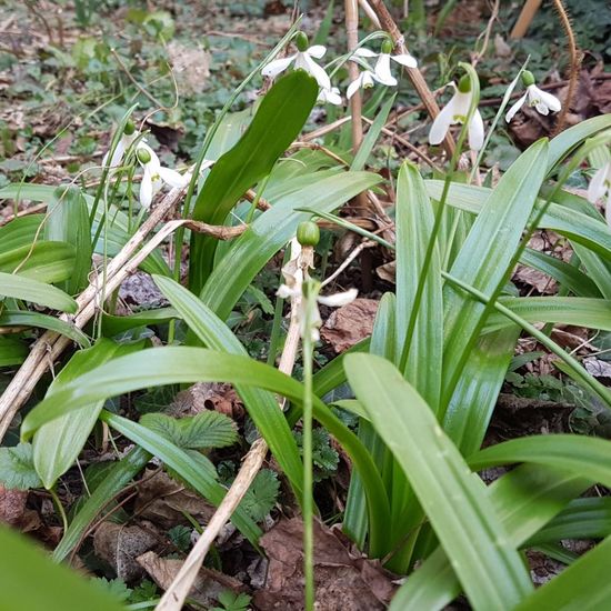 Schneeglöckchen: Pflanze im Habitat Hecke/Blumenbeet in der NatureSpots App