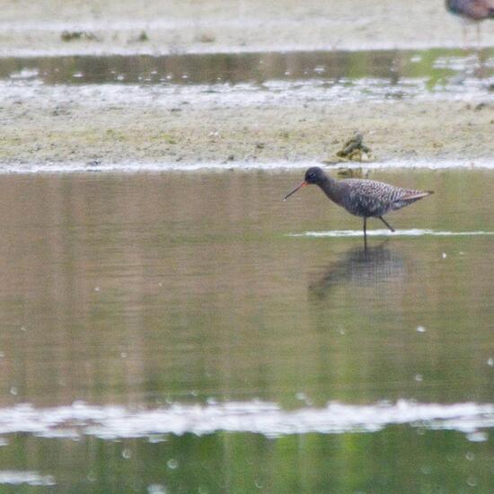 Dunkler Wasserläufer: Tier im Habitat Sumpf in der NatureSpots App