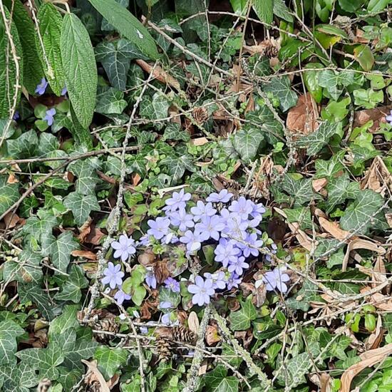 Hepatica: Plant in nature in the NatureSpots App