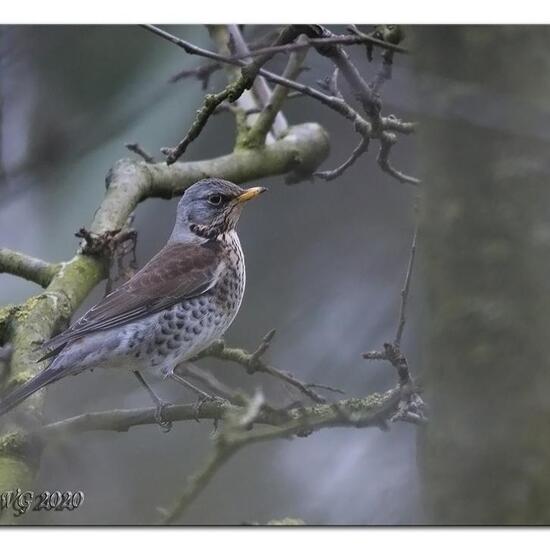 Fieldfare: Animal in habitat Forest in the NatureSpots App