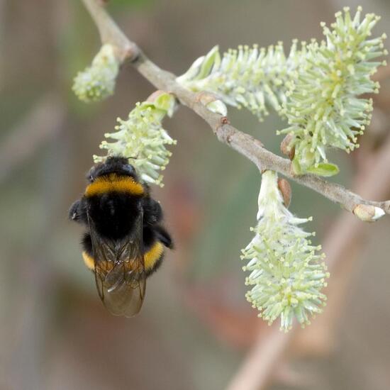 Dunkle Erdhummel: Tier in der Natur in der NatureSpots App