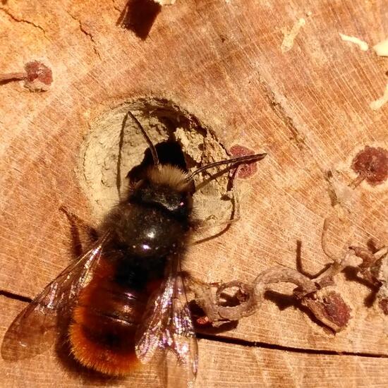 Gehörnte Mauerbiene: Tier im Habitat Garten in der NatureSpots App