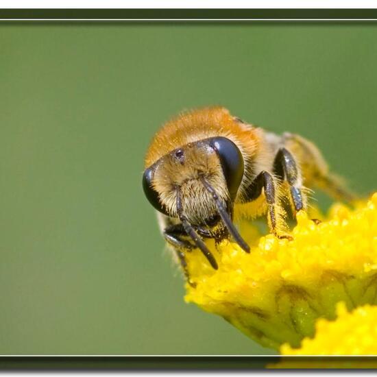 Colletes daviesanus: Animal in habitat Grassland in the NatureSpots App