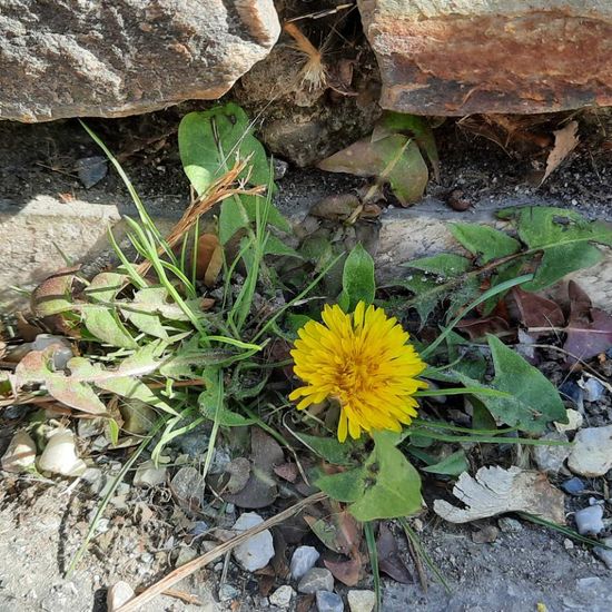 Taraxacum fasciatum: Plant in nature in the NatureSpots App