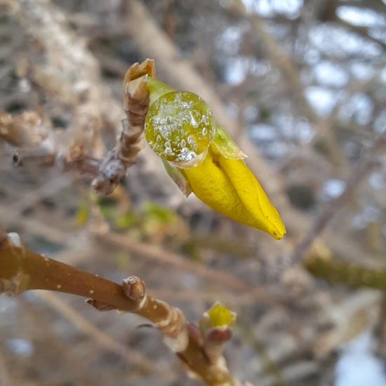 Forsythien: Pflanze in der Natur in der NatureSpots App