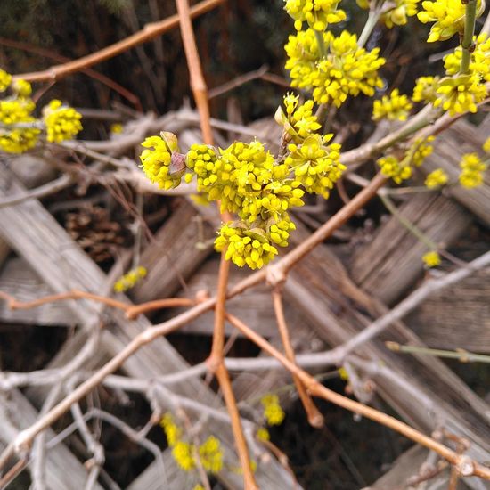 Kornelkirsche: Pflanze im Habitat Garten in der NatureSpots App