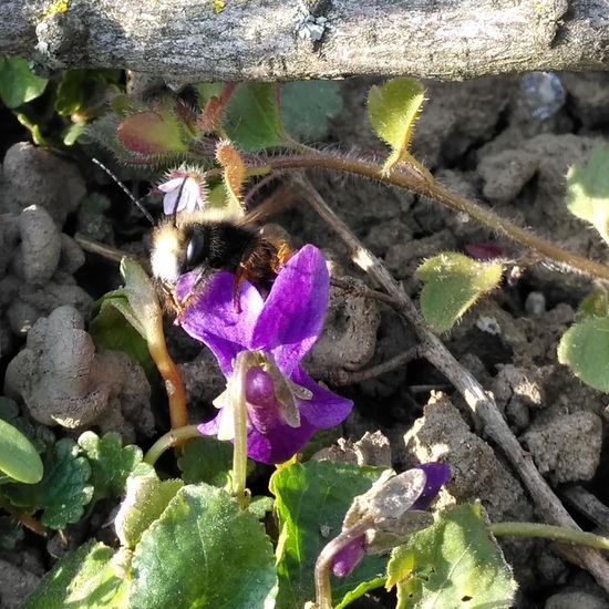 Gehörnte Mauerbiene: Tier im Habitat Halb-natürliches Grasland in der NatureSpots App