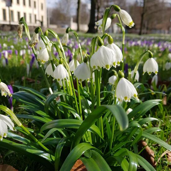 Leucojum vernum: Plant in habitat Park in the NatureSpots App