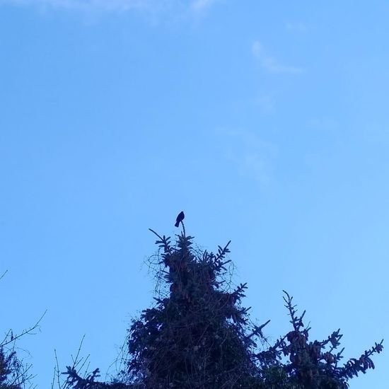 Amsel: Tier im Habitat Wald der gemäßigten Breiten in der NatureSpots App