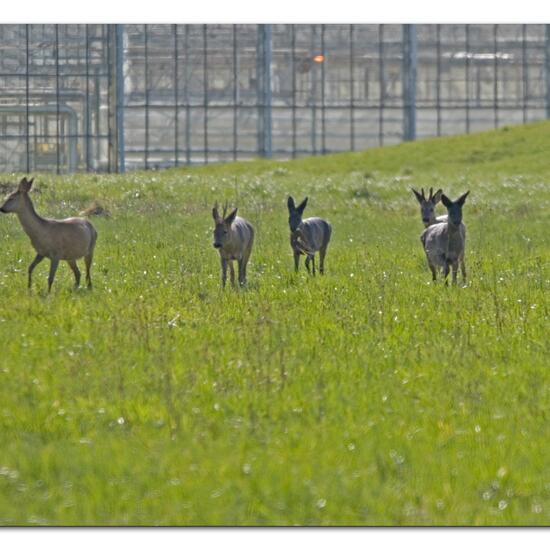 Roe deer: Animal in habitat Agricultural meadow in the NatureSpots App