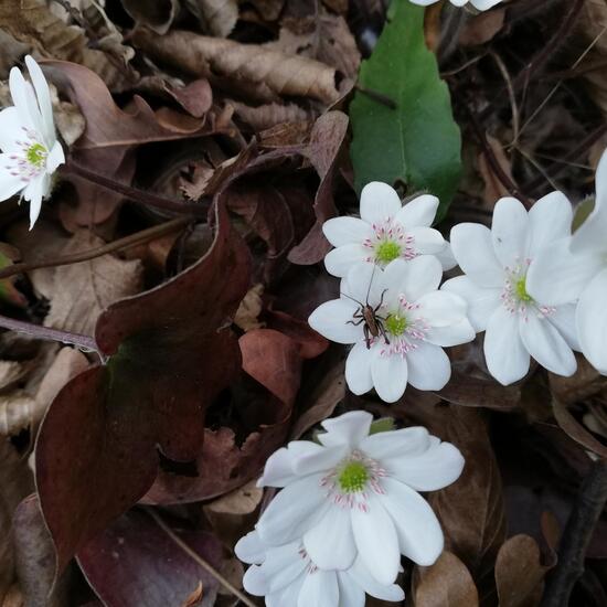 Leberblümchen: Pflanze im Habitat Wald der gemäßigten Breiten in der NatureSpots App