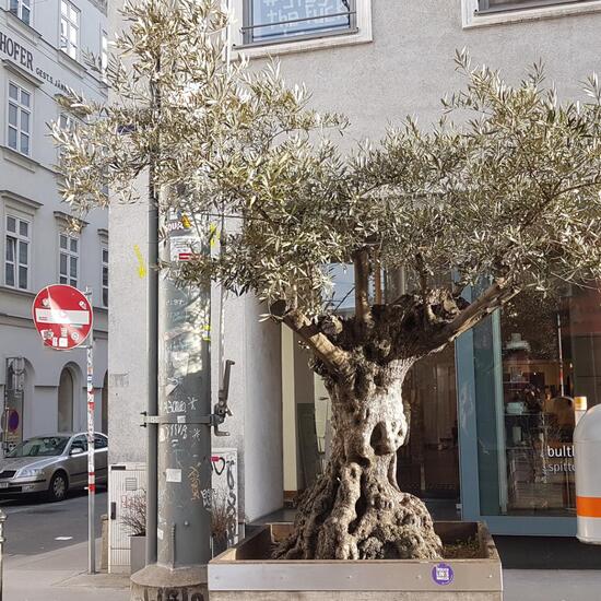 Olivenbaum: Pflanze im Habitat Strasse/Verkehr in der NatureSpots App