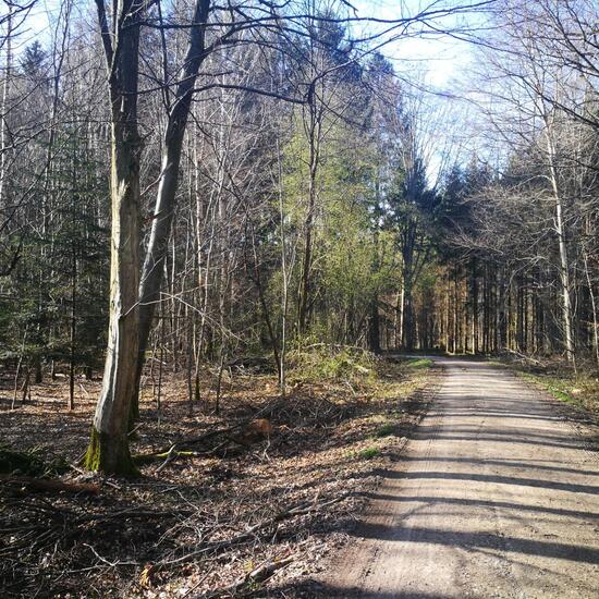 Schwarzspecht: Tier im Habitat Wald der gemäßigten Breiten in der NatureSpots App