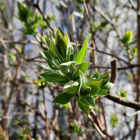 Flieder: Pflanze in der Natur in der NatureSpots App