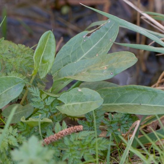 Wiesen-Sauerampfer: Pflanze im Habitat Grasland und Büsche in der NatureSpots App