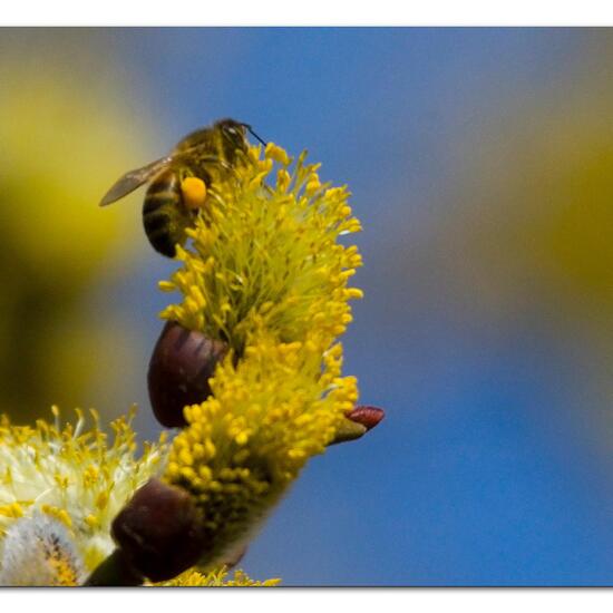 Westliche Honigbiene: Tier in der Natur in der NatureSpots App