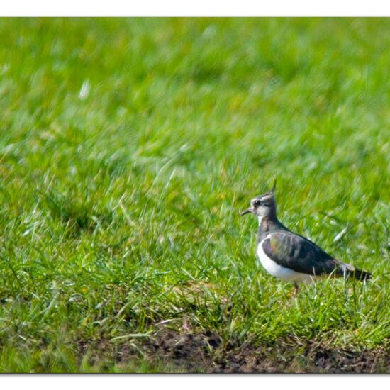 Northern Lapwing: Animal in habitat Crop cultivation in the NatureSpots App