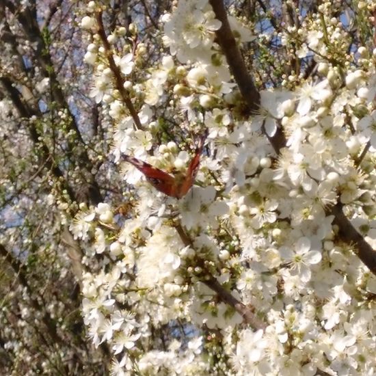 Tagpfauenauge: Tier im Habitat Naturnahe Wiese in der NatureSpots App