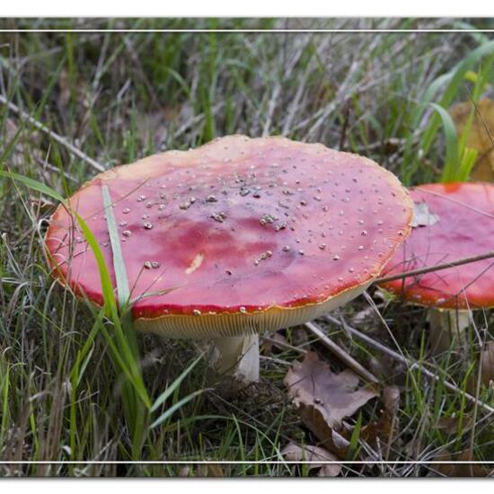Agaricus muscarius: Mushroom in habitat Agricultural meadow in the NatureSpots App