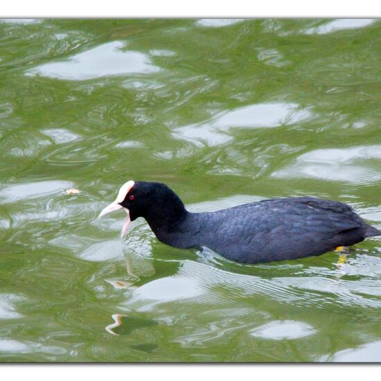 Eurasian Coot: Animal in habitat Park in the NatureSpots App