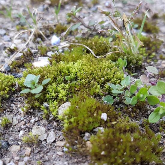 Bryophyte: Plant in nature in the NatureSpots App