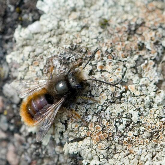 Gehörnte Mauerbiene: Tier im Habitat Grasland und Büsche in der NatureSpots App