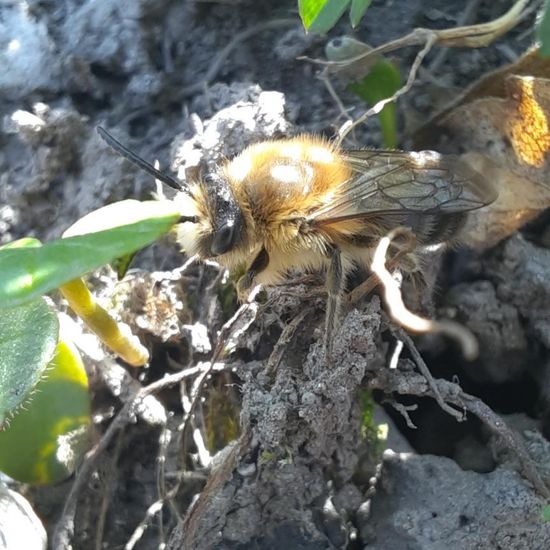 Frühlings-Seidenbiene: Tier im Habitat Park in der NatureSpots App