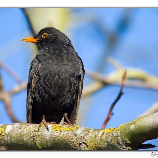 Common Blackbird: Animal in habitat Garden in the NatureSpots App