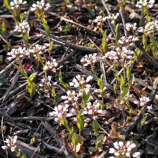 Microthlaspi perfoliatum: Plant in habitat Natural Meadow in the NatureSpots App